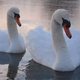 Illustration for article titled Study Finds Swans Only Other Animals Who Mate For Few Years, Get Scared, End Things, Then Regret It